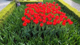 2014-04-17 Holland Tulips 13.jpg